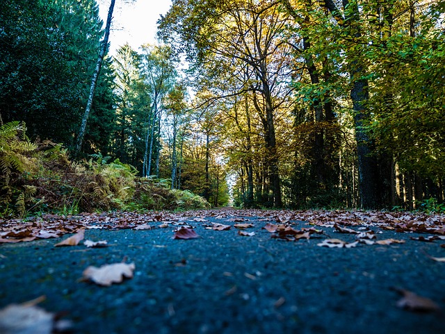 Free Hike Road photo and picture