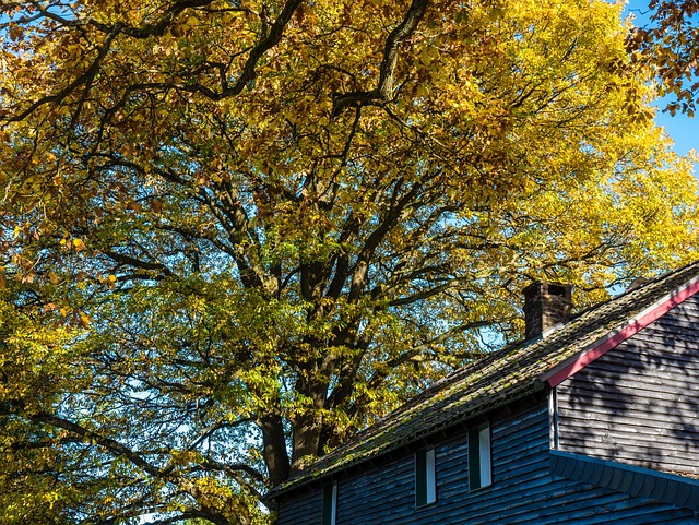 Free Tree Fall photo and picture