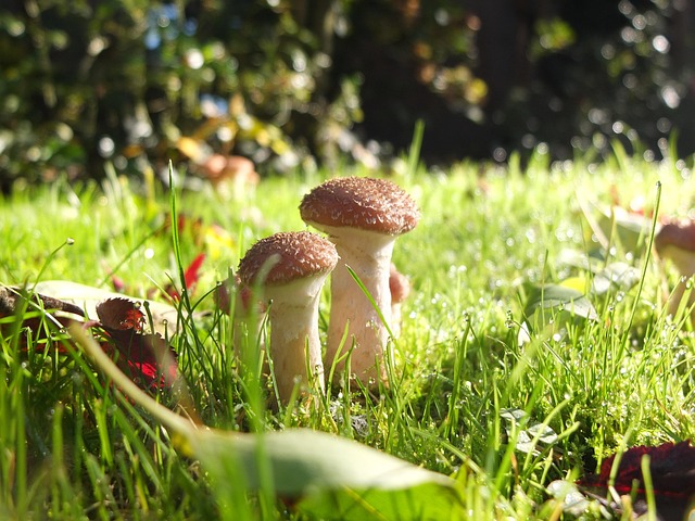 Free Mushrooms Garden photo and picture