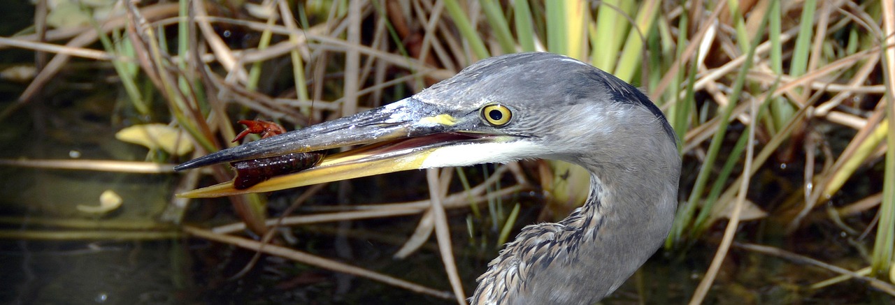 Grey Heron Fish - Free photo on Pixabay - Pixabay