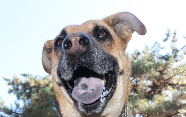 Hund, Suchen, Groß, Hündchen, Niedlich