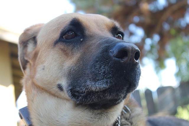Hund, Außerhalb, Suchen, Haustier, Tier