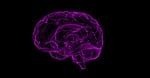 brain, human anatomy, anatomy