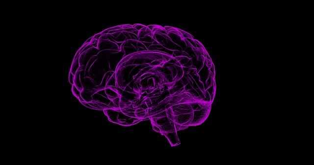 Free brain human anatomy anatomy illustration
