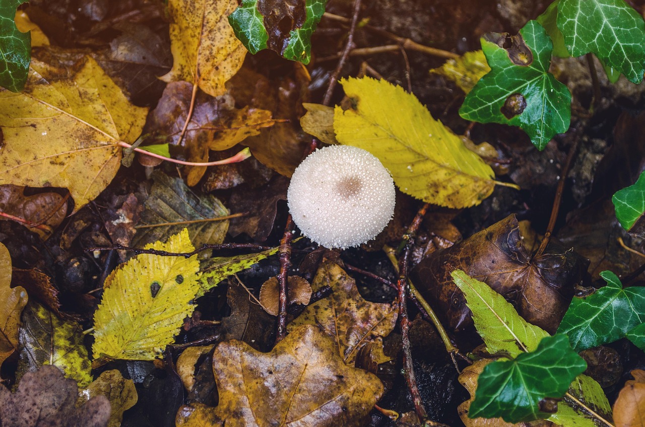 mushroom-1787758_1280.jpg