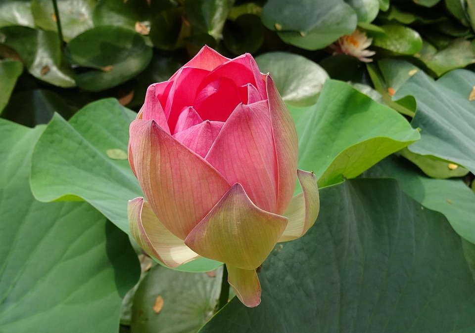 Photo gratuite: Lotus, Fleur, Rose, Nelumbo - Image gratuite sur