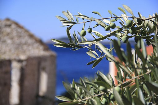 Free Olives Croatia photo and picture