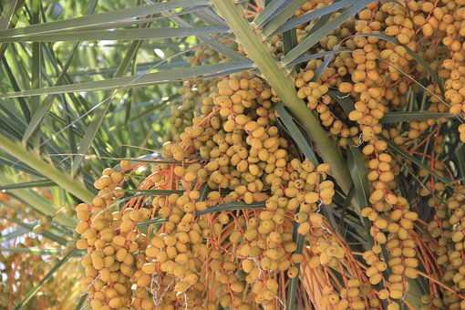 Free Tree Fruits photo and picture