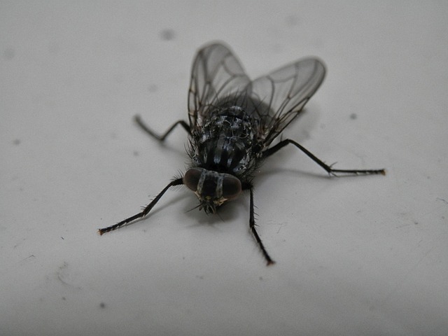 Free Bluebottle Fly photo and picture
