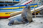 sea wolf, animal, ocean
