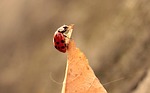 ladybug, leaves, foliage leaf