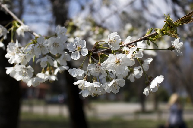 Plante, Forår, Blomst, Grøn, Natur