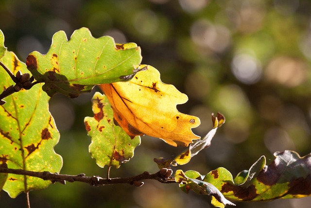 Blatt, Eichenblatt, Laub, Herbst, Eiche