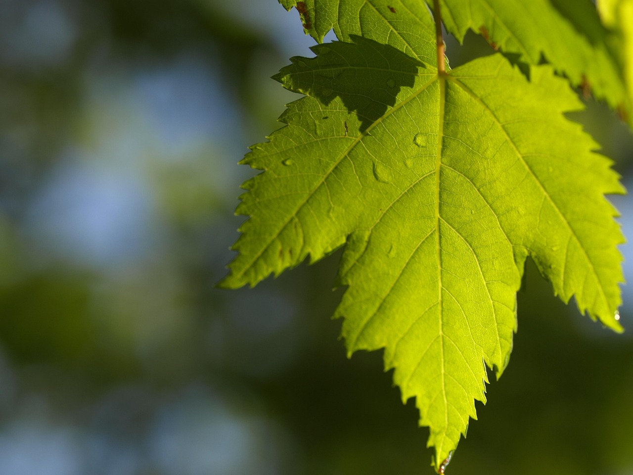 Leaf Maple Sun Free Photo On Pixabay Pixabay Leaf Maple Sun Free Photo On Pixabay Pixabay