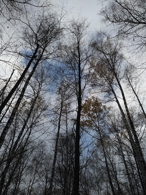 Free Winter Trees photo and picture