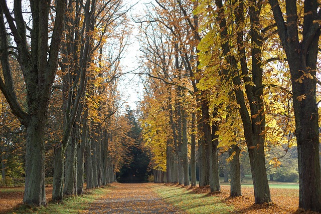 Free Everyone Trees photo and picture