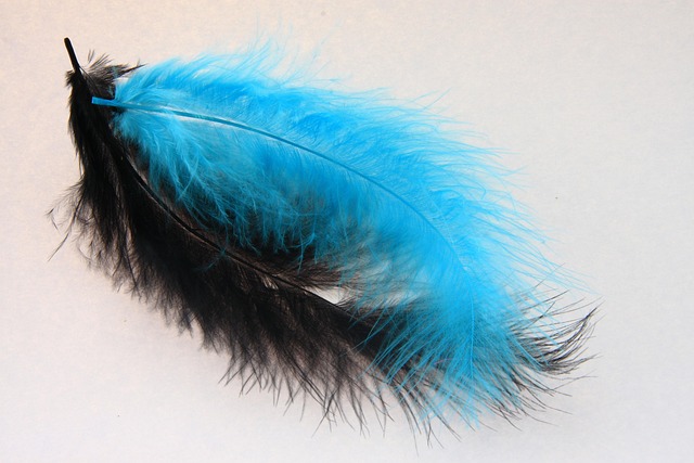 Free Feather Black photo and picture