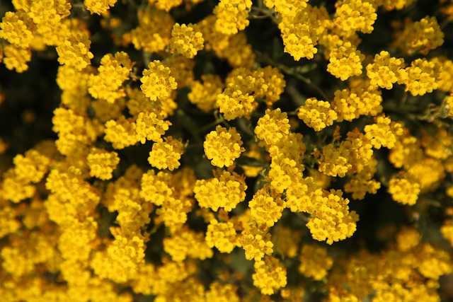 Free Flower Summer photo and picture
