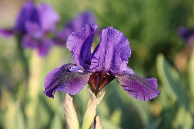 Free Flower Summer photo and picture