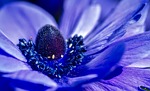 flower, plant, purple
