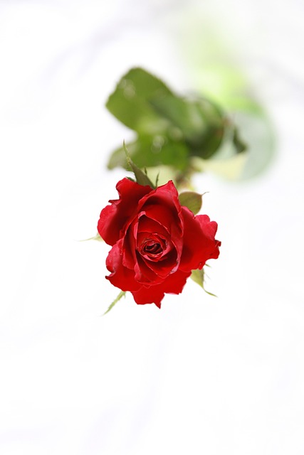 Free Red Rose Flower photo and picture