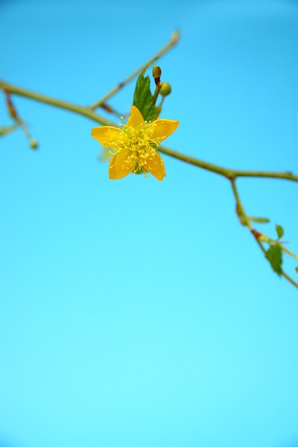 Free Yellow Blue photo and picture