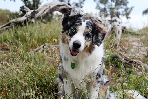 Dog, Headtilt, Nature, Puppy, Grass