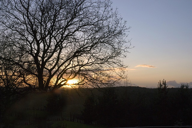 Free Sunset Tree photo and picture