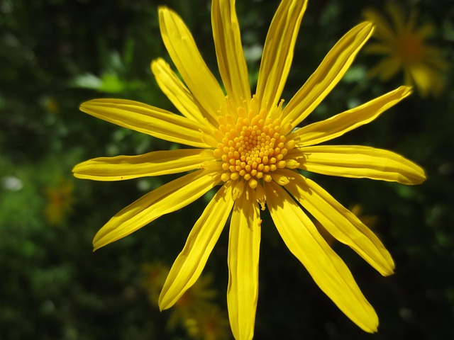 Free Yellow Daisy photo and picture