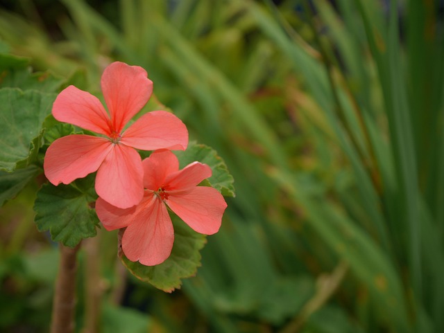 Wilde Blumen, Rosa, Natur, Kräuter