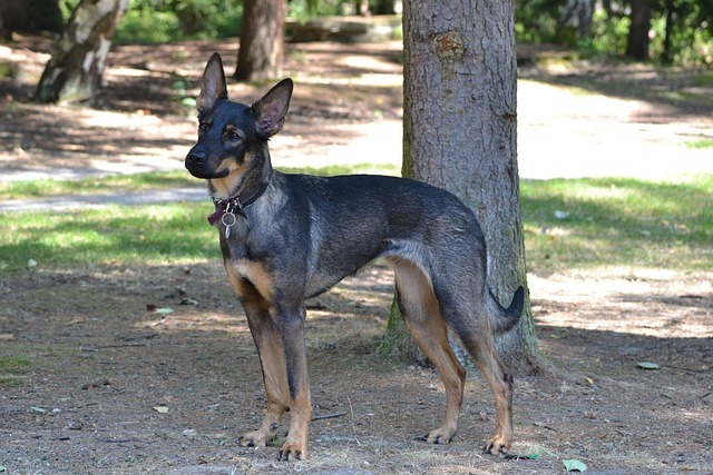 Free Dog Waiting photo and picture
