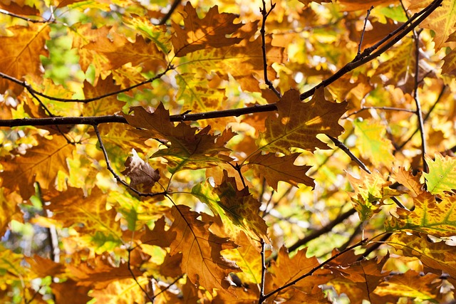 Free Sheets Autumn photo and picture
