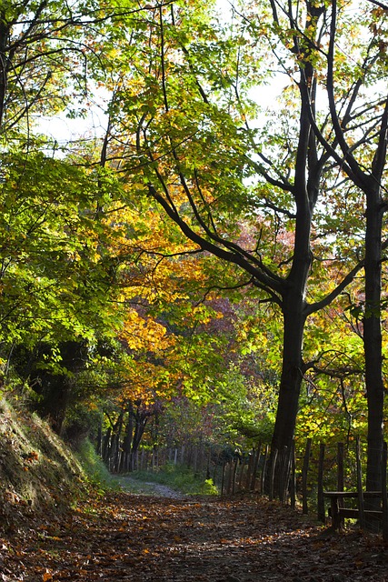 Free Pagoeta Forest photo and picture