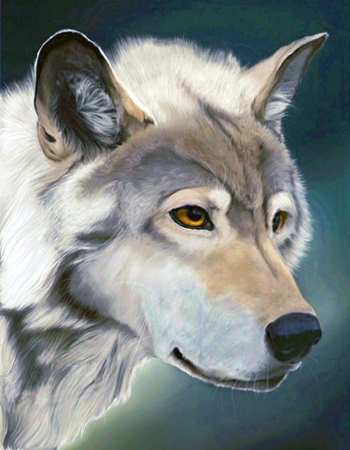 Free wolf tutorial forest illustration