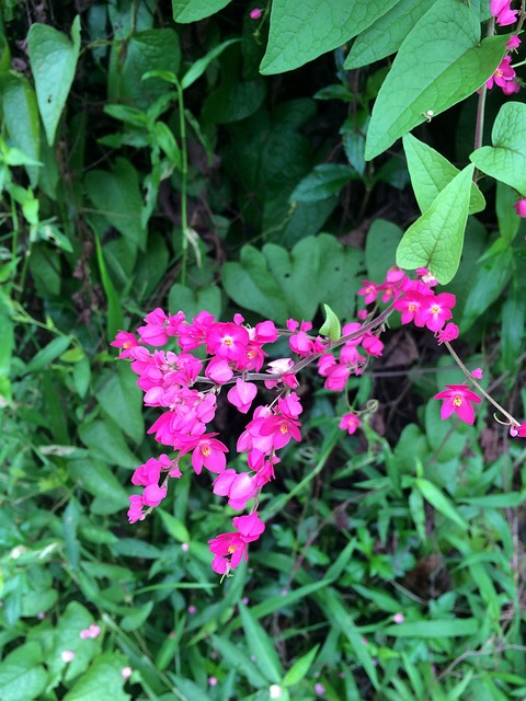 Free Tigon Flowers photo and picture