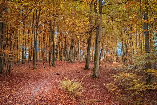 Efterår, Skov, Natur, Sti, Blade