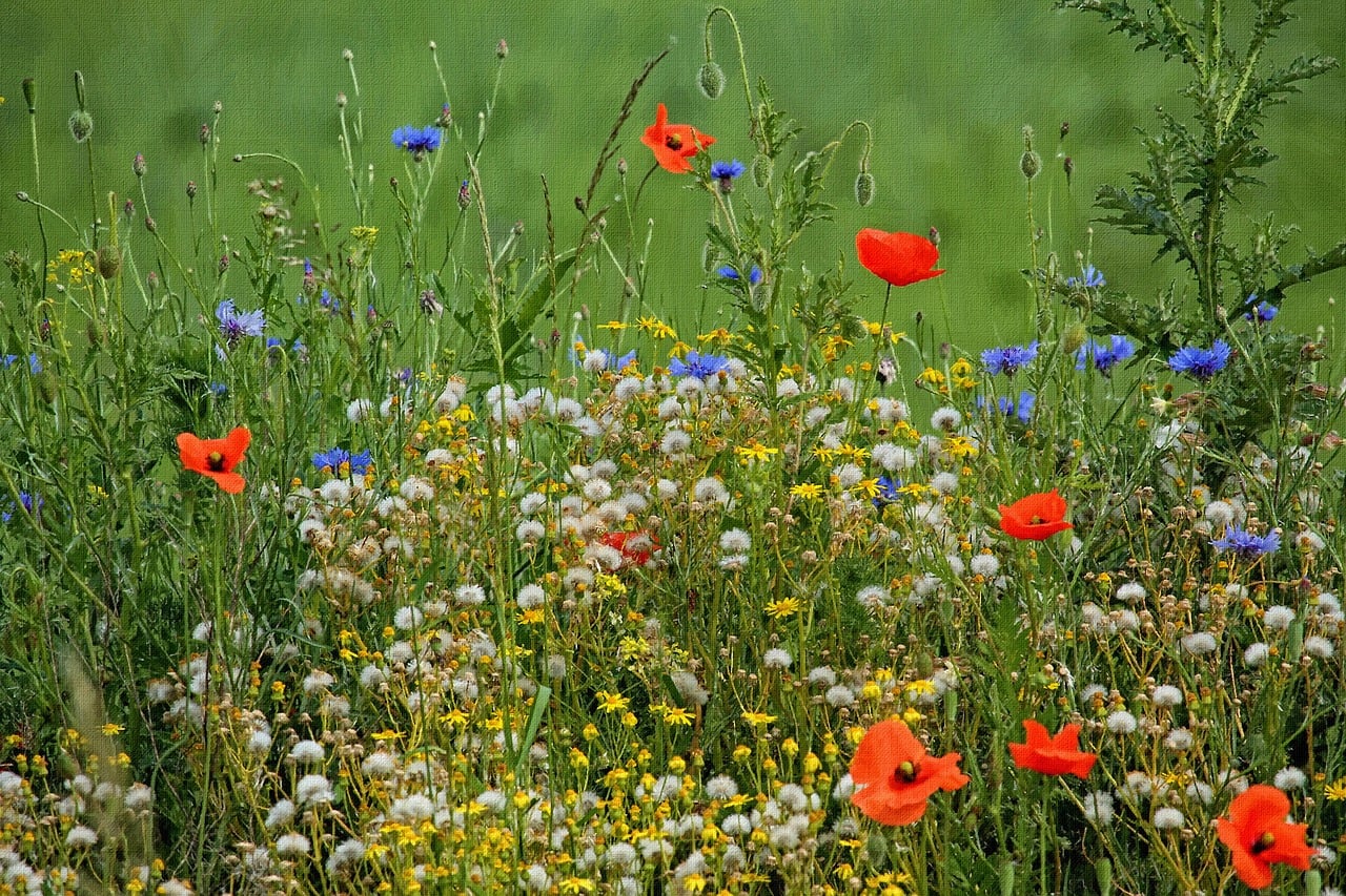 700 Kostnadsfria Bilder Med Sommar ng Och Natur Pixabay 700-kostnadsfria-bilder-med-sommar-ng-och-natur-pixabay