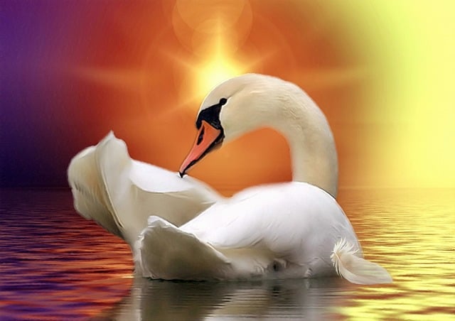Free swan golden water illustration