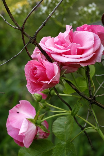 Free Pink Rose Flower photo and picture