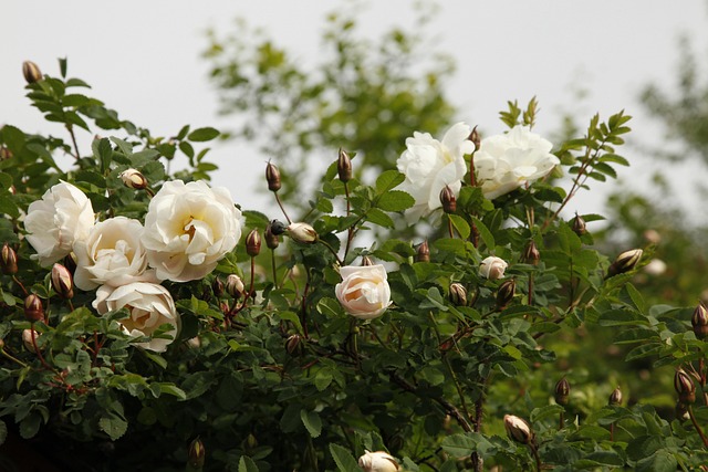 Free Rosa Pimpinellifolia Plena photo and picture