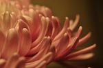 floral, petals, flowing