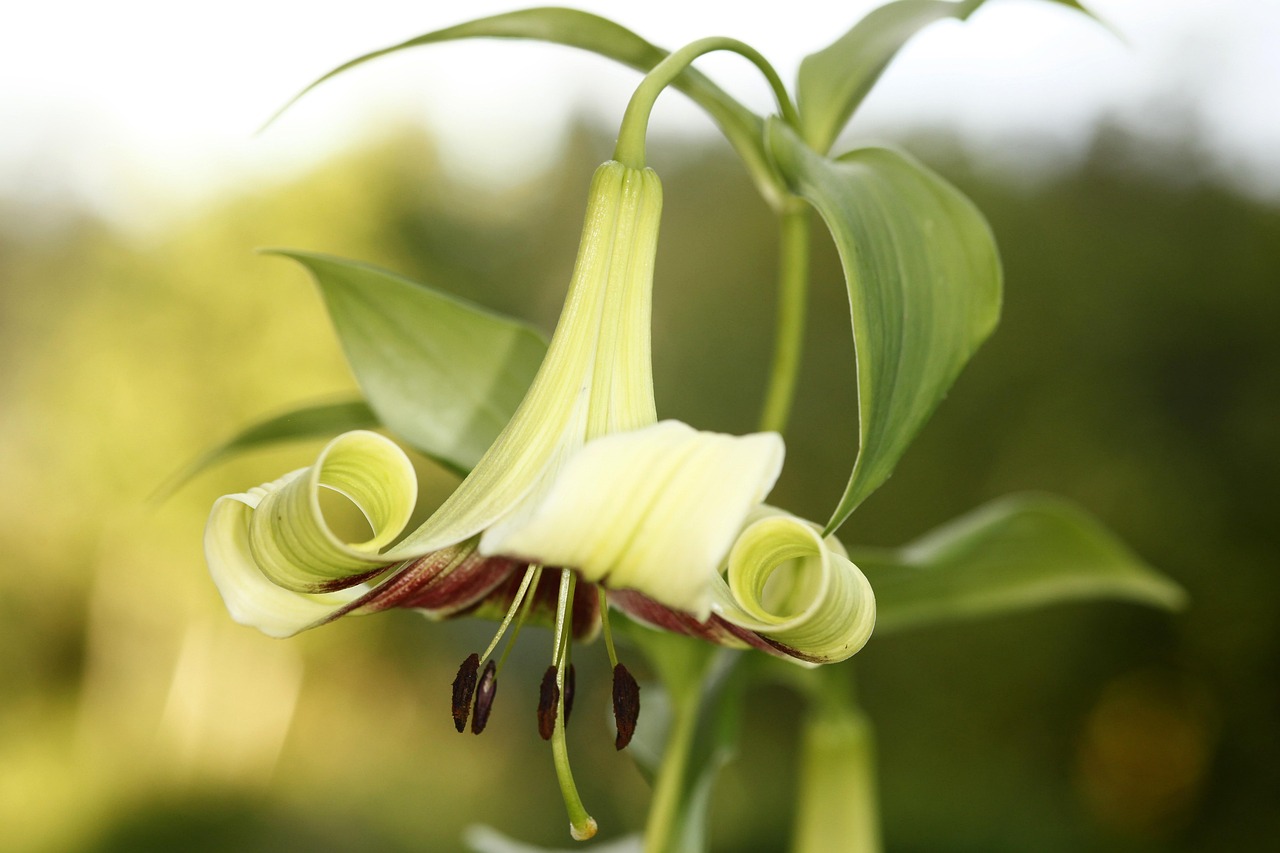 Liliom Lilium Nepalense Ingyenes fot?? a Pixabayen Pixabay