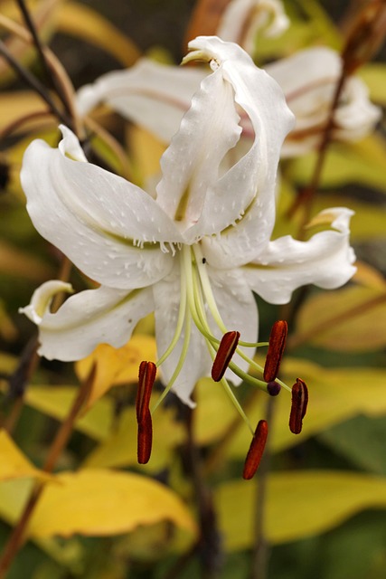Free Lily Lilium Speciosum Album photo and picture
