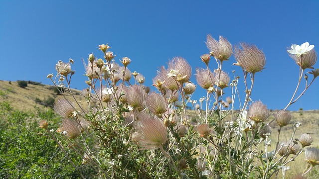 Flores Del Desierto, Nuevo Mexico