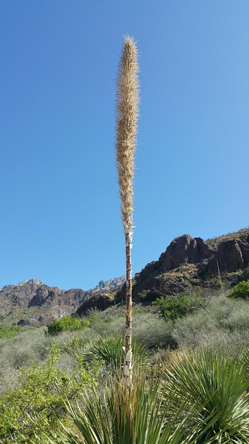 Flores Del Desierto, Nuevo Mexico