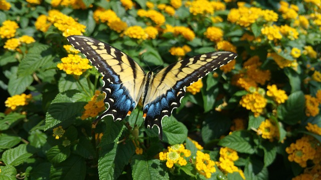 Mariposa, Flor, Amarillo, Insecto