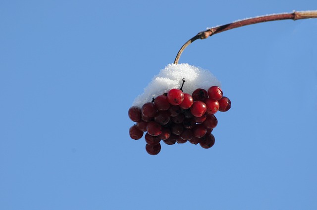Free Snow Berry photo and picture