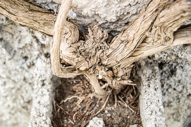 Wurzeln Alte Holz Kostenloses Foto auf Pixabay Pixabay
