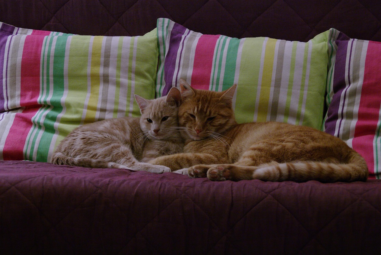 Plus de 100 photos gratuites de Chat Roux et de Chat - Pixabay
