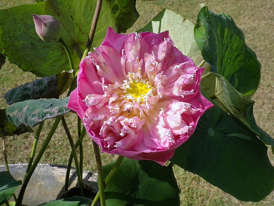 Fleur De Lotus Asie - Photo gratuite sur Pixabay - Pixabay